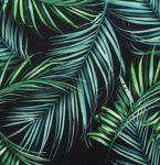 Black Palm Leaves Swim